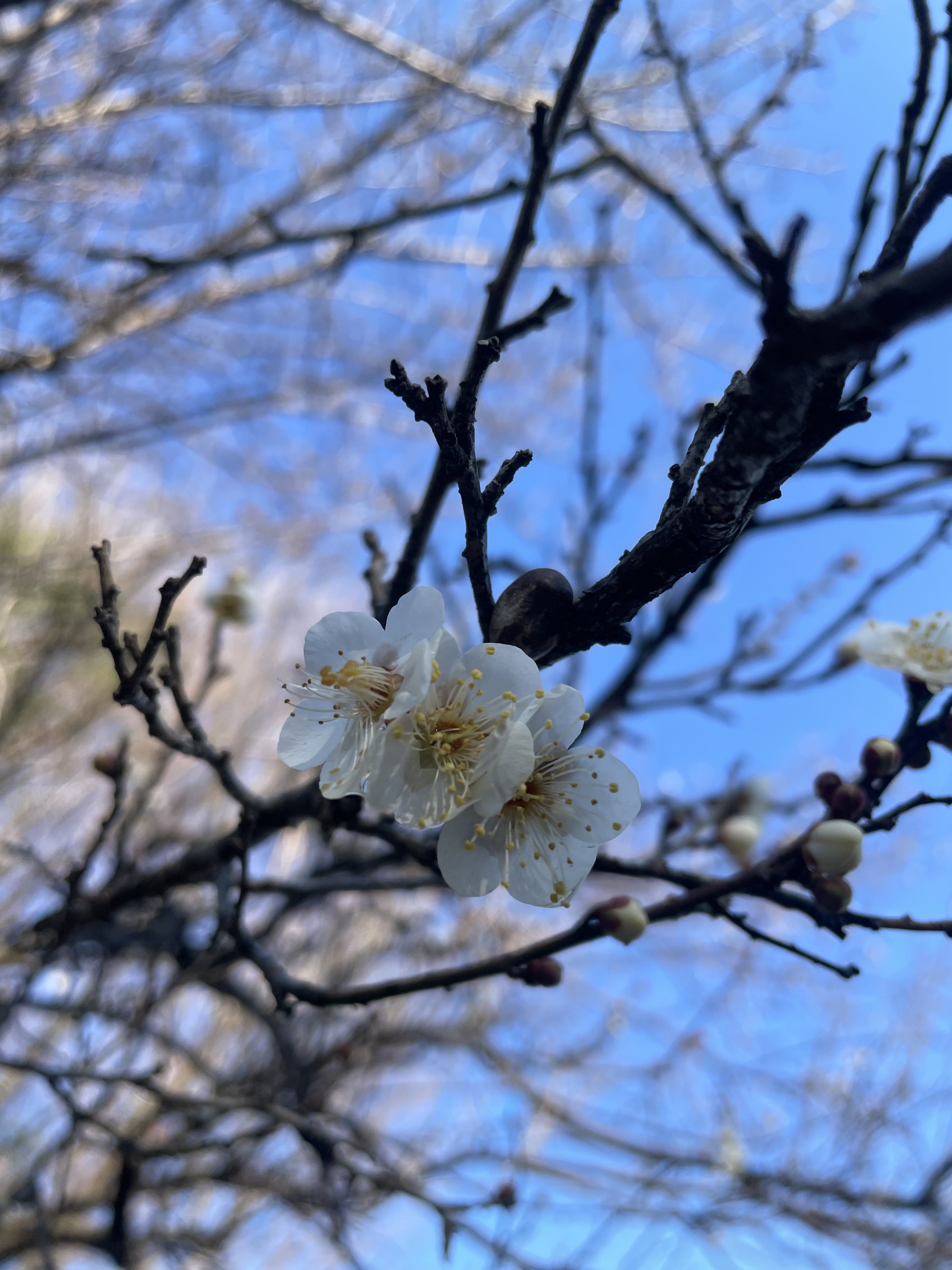 梅の花 開花情報21 深谷グリーンパーク