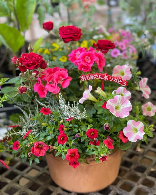 母の日のお花入荷しています。
今年の母の日は5月14日です

#フラワーアレンジメント #寄せ植え#寄せ植えアレンジ #フラワーショップ #歓送迎会  #アクアパラダイスパティオ #アクアパラダイス深谷 #ガーデン#寄せ植え  #寄せ植えアレンジ  #温水プール#フィットネス #ラウンドフィットネス #リラックスヨガレッスン #エクササイズフラ #初心者水泳教室#フロル直売所注文見本#母の日プレゼント #母の日ギフト #母の日プレゼント