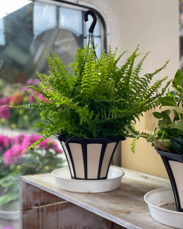 母の日にはたくさんご来店いただきありがとうございました🌱
すっかり通常モード営業になりました。夏に向けて観葉植物入荷しています。
珍しいプロテアの切り花もあります

#フラワーアレンジメント #寄せ植え#寄せ植えアレンジ #フラワーショップ #歓送迎会  #アクアパラダイスパティオ #アクアパラダイス深谷 #ガーデン#寄せ植え  #寄せ植えアレンジ  #温水プール#フィットネス #ラウンドフィットネス #リラックスヨガレッスン #エクササイズフラ #初心者水泳教室#観葉植物 #観葉植物のある暮らし #観葉植物インテリア #プロテア