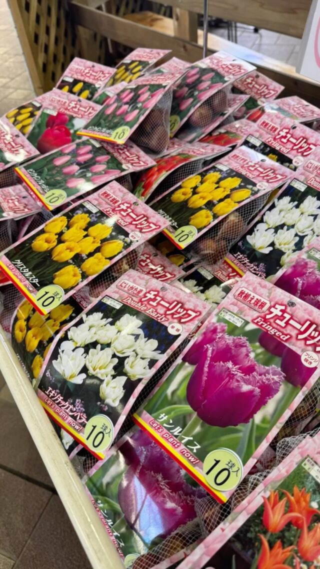 お彼岸のお花販売中です
#フラワーアレンジメント #寄せ植え#寄せ植えアレンジ #フラワーショップ #歓送迎会  #アクアパラダイスパティオ #アクアパラダイス深谷 #ガーデン#寄せ植え  #寄せ植えアレンジ  #温水プール#フィットネス #ラウンドフィットネス #リラックスヨガレッスン #エクササイズフラ #初心者水泳教室#チューリップ #チューリップ球根