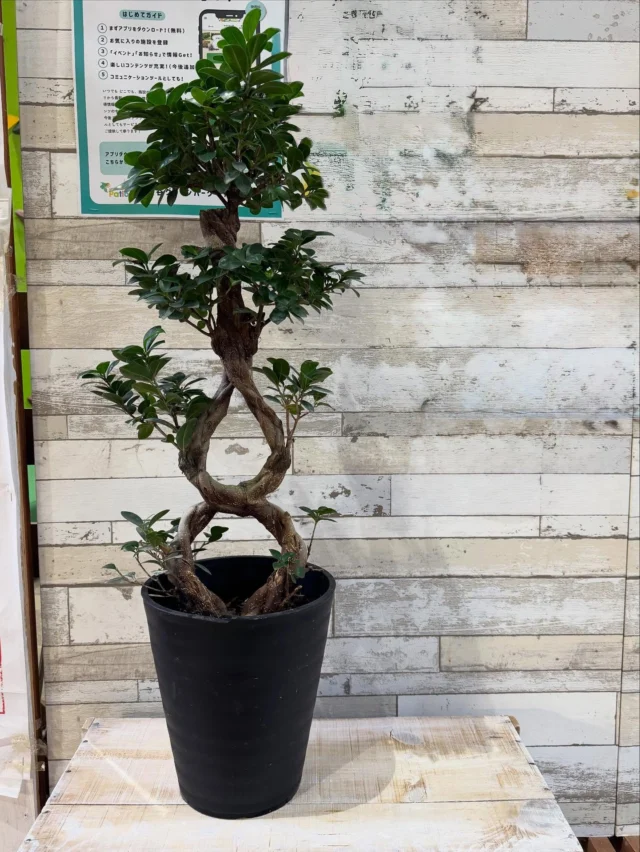 🌱本日のおすすめグリーン🌱

ころんとした幹が特徴的な ガジュマル が入荷しました✨

「多幸の樹」と呼ばれ、幸福を呼び込む縁起の良い植物として人気の観葉植物です。
育てやすく、しっかり存在感があり、
お部屋に置くだけで癒しの空間に💚

アクアパラダイスパティオではヨガやピラティスの教室を開催しています。健康的でナチュラルな暮らしに、グリーンの彩りを添えてみませんか？

📍埼玉県深谷市 アクアパラダイスパティオ内
JAふかやフロル直売所

💐 花と緑、切り花、観葉植物
🥗 採れたての新鮮野菜

自然派で健康的な暮らしを大切にする方にぴったりの直売所です。
ぜひお気軽にお立ち寄りください😊

⚠️ コメント・DMでのお問い合わせには対応しておりません。
ご質問は営業時間内にお電話ください📞

#JAふかやフロル直売所 #直売所 #深谷市 #観葉植物 #ガジュマル #多幸の樹
#グリーンのある暮らし #インテリアグリーン #植物好きな人と繋がりたい
#癒しの空間 #自然派ライフ #ナチュラルライフ #ボタニカルライフ