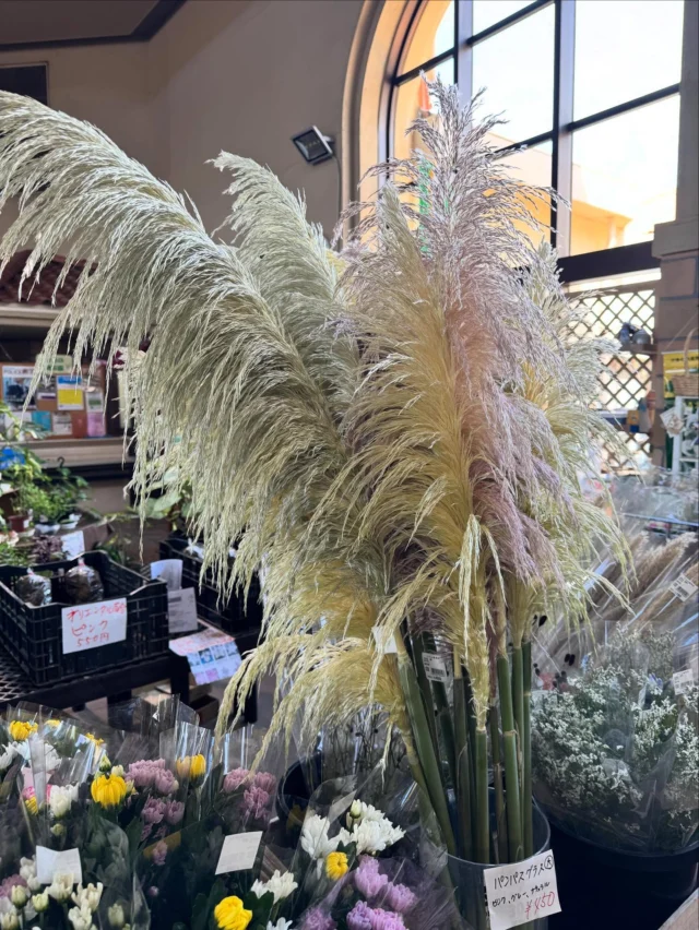 ✨本日のおすすめ✨

ふんわりとした穂が美しい パンパスグラス が入荷しました💐
大きめサイズで迫力のある 約150cm！

カラーは
🌸 ピンク
🌫 グレー
🌾 ナチュラル
の3色をご用意しています。

存在感抜群！
お部屋のインテリアはもちろん、カフェやショップの店舗装飾にもぴったり。
ドライフラワーにもなるので長く楽しめるのも魅力です😊

📍埼玉県深谷市 アクアパラダイスパティオ内
JAふかやフロル直売所

💐 花と緑、切り花、観葉植物
🥗 採れたての新鮮野菜

⚠️ コメント・DMでのお問い合わせには対応しておりません。
ご質問は営業時間内にお電話ください📞

#JAふかや #JAふかやフロル直売所 #直売所 #深谷市
#切り花 #パンパスグラス #ドライフラワー #インテリアフラワー
#花のある暮らし #店舗装飾 #ナチュラルインテリア #ボタニカルライフ
#グリーンのある暮らし #フラワーインテリア
