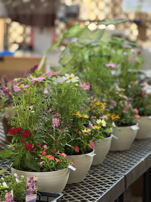 🍂✨秋のおすすめ✨🍂

シックで落ち着いた雰囲気が楽しめる
秋の寄せ植え が入荷しました🌼

コスモスやカラーリーフなど、秋ならではの植物を組み合わせて、
玄関先やお庭を華やかに彩ります。

お手入れも簡単で長く楽しめるので、
季節の変わり目のインテリアグリーンにぴったりです🌿

📍埼玉県深谷市 アクアパラダイスパティオ内
JAふかやフロル直売所

💐 花と緑、切り花、観葉植物
🥗 採れたての新鮮野菜

⚠️ コメント・DMでのお問い合わせには対応しておりません。
ご質問は営業時間内にお電話ください📞

#JAふかや #JAふかやフロル直売所 #深谷市 #直売所
#寄せ植え #秋の寄せ植え #秋の花 #季節の花 #花のある暮らし
#ナチュラルガーデン #ガーデニング #鉢植え #玄関の彩り
#癒しの空間 #ボタニカルライフ