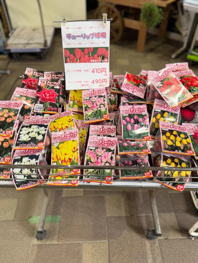 春のお庭を彩る人気の花、チューリップの球根が入荷しました！
オーソドックスな 赤・黄色・ピンク に加えて、
珍しい 変わり咲き5種類 もご用意しています✨

たっぷり植えられるお得用パックなので、
お庭や花壇はもちろん、プランター栽培にもおすすめです。

春に向けて、ぜひお気に入りの色を見つけてください😊

📍埼玉県深谷市 アクアパラダイスパティオ内
JAふかやフロル直売所

⚠️ コメント・DMでのお問い合わせには対応しておりません。
ご質問は営業時間内にお電話ください📞

#JAふかや #JAふかやフロル直売所 #深谷市 #直売所
#チューリップ #球根 #ガーデニング #園芸 #花のある暮らし
#春の準備 #ガーデニング好きな人と繋がりたい