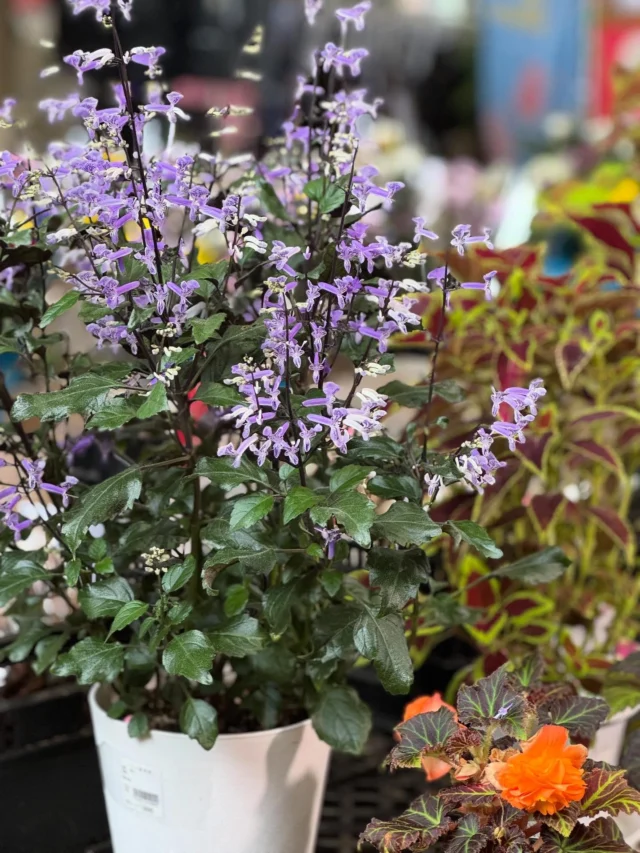 🪴本日の入荷状況🪴

🌿 プレクトランサス・モナ
コントラストの美しい葉色が魅力✨
明るい日陰でも元気に育ちます。

🌳 フランスゴムの木（曲がり）
曲線が美しく、存在感のある観葉植物。
お部屋のシンボルツリーにおすすめです。

🌱 ザミオクルカス
光が少ない場所でも丈夫に育つ人気種。
ツヤのある葉がスタイリッシュな印象に✨

赤い実が可愛いクランベリー

どれも個性豊かで育てやすい植物です🌿
お気に入りを見つけにぜひお立ち寄りください😊

📍埼玉県深谷市 アクアパラダイスパティオ内
JAふかやフロル直売所

⚠️ コメント・DMでのお問い合わせには対応しておりません。
ご質問は営業時間内にお電話ください📞

#JAふかや #JAふかやフロル直売所 #深谷市 #直売所
#観葉植物 #プレクトランサスモナ #フランスゴム #ザミオクルカス
#インテリアグリーン #植物のある暮らし #グリーンのある生活
#ナチュラルインテリア #ボタニカルライフ