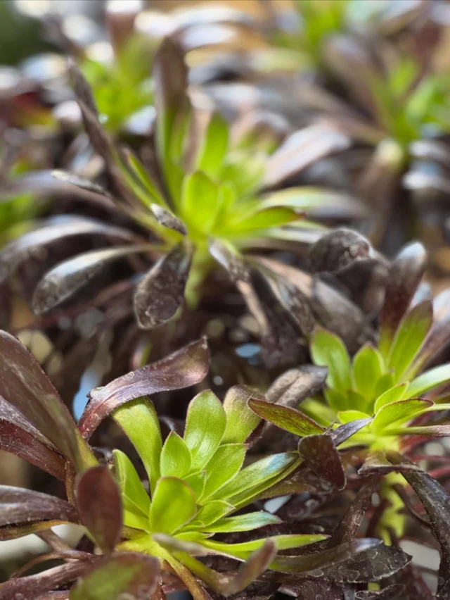🎍 あけましておめでとうございます 🎍

旧年中はご愛顧いただき、誠にありがとうございました。
本年も、花と緑のある暮らしをお手伝いできれば幸いです。

本日より通常営業いたします。
皆さまのご来店を心よりお待ちしております。

📍JAふかやフロル直売所
（アクアパラダイスパティオ内）

#JAふかや #JAふかやフロル直売所
#深谷市 #直売所
#あけましておめでとうございます
通常営業
花と緑のある暮らし
観葉植物 切り花
ナチュラルライフ 植物のある生活