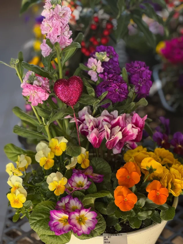 🎍 お正月商品 入荷しました 🎍

✨✨ 新年を彩る ✨✨

🌸 お正月アレンジ
🌿 お正月用 切り花束
🪴 寄せ植え

続々入荷しています！
玄関・リビング・お仏壇用にもおすすめです✨

⸻

🕒 年末年始 営業のご案内 🕒

📅 年内営業
12月30日 13:00まで

📅 年始営業
1月5日より通常営業

お正月準備はぜひお早めに😊

📍JAふかやフロル直売所
（アクアパラダイスパティオ内）