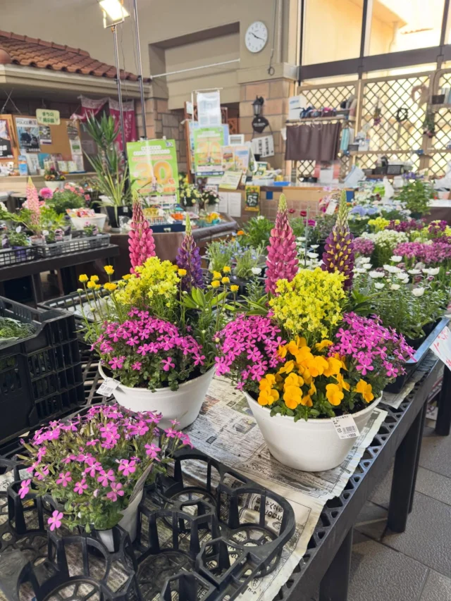 🌸 春のお花 入荷しています 🌸

お彼岸用切り花 入荷しております。
ご先祖さまへのお供えに、季節のお花を取り揃えました。

あわせて、
🌿 春の寄せ植え
🌸 クリスマスローズ も入荷中です。

やわらかな春色の花々で、
お庭や玄関先にも季節の彩りを。

ぜひ店頭でご覧ください😊

📍JAふかやフロル直売所
（アクアパラダイスパティオ内）

⚠️ コメント・DMでのお問い合わせには対応しておりません。
ご質問は営業時間内にお電話ください📞

#JAふかや #JAふかやフロル直売所
#深谷市 #直売所
#お彼岸 切り花 春の寄せ植え
クリスマスローズ 春の花
花のある暮らし 季節の花